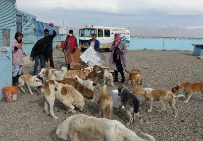 اورژانس حیوانات در نیشابور راه اندازی می شود اورژانس حیوانات در نیشابور راه اندازی می شود