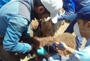 ورود دام عشايری به مراتع پناهگاه حيات وحش حيدری بدون گواهي واكسيناسيون و پروانه چرا ممنوع است ورود دام عشایری به مراتع پناهگاه حیات وحش حیدری بدون گواهی واکسیناسیون و پروانه چرا ممنوع است
