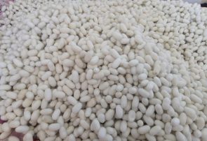 پرورش 300 جعبه کرم ابریشم در شهرستان نیشابور پرورش ۳۰۰ جعبه کرم ابریشم در شهرستان نیشابور