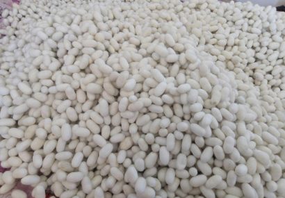 پرورش 300 جعبه کرم ابریشم در شهرستان نیشابور پرورش ۳۰۰ جعبه کرم ابریشم در شهرستان نیشابور