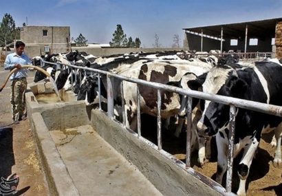 کمبود نهاده‌ها و واکسن دامداران را دلسرد کرده است