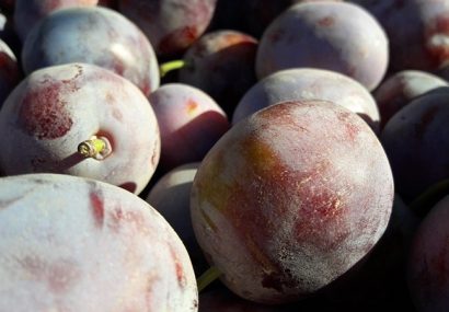 آغاز برداشت ۷ هزار و ۲۰۰ تن آلو از باغات نیشابور آغاز برداشت ۷ هزار و ۲۰۰ تن آلو از باغات نیشابور