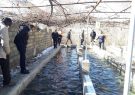 نیشابور یکی از سه شهرستان برتر خراسان رضوی در حوزه آبزی پروری