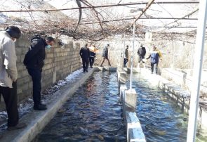 نیشابور یکی از سه شهرستان برتر خراسان رضوی در حوزه آبزی پروری نیشابور یکی از سه شهرستان برتر خراسان رضوی در حوزه آبزی پروری