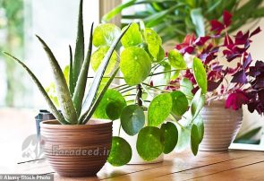 دانستنیهای جالب درباره گیاهان دانستنیهای جالب درباره گیاهان