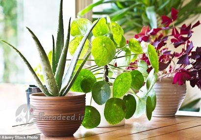 دانستنیهای جالب درباره گیاهان دانستنیهای جالب درباره گیاهان