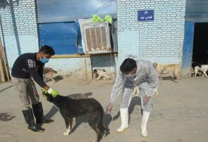 واکسیناسیون بیش از4000 قلاده سگ بر علیه هاری در نیشابور واکسیناسیون بیش از۴۰۰۰ قلاده سگ بر علیه هاری در نیشابور