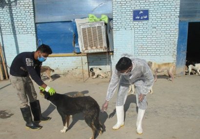واکسیناسیون بیش از4000 قلاده سگ بر علیه هاری در نیشابور واکسیناسیون بیش از۴۰۰۰ قلاده سگ بر علیه هاری در نیشابور
