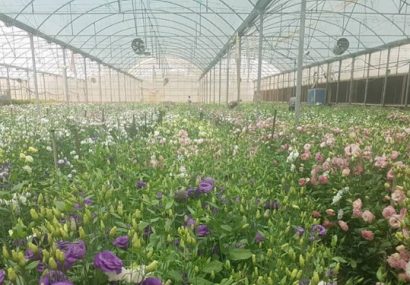 از تولید سالانه ۴۰۰ هزار دسته گل تا صادرات به کشورهای همسایه از تولید سالانه ۴۰۰ هزار دسته گل تا صادرات به کشورهای همسایه