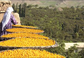 جولان دلالان در پایتخت آلو جولان دلالان در پایتخت آلو