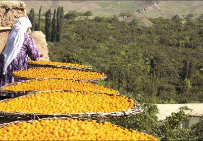 جولان دلالان در پایتخت آلو جولان دلالان در پایتخت آلو