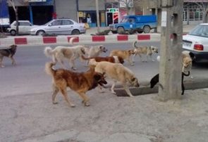 معضل سگ های ولگرد در نیشابور معضل سگ های ولگرد در نیشابور