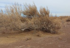 باد سالانه ۱۶۵میلیارد ریال به نیشابور خسارت میزند باد سالانه ۱۶۵میلیارد ریال به نیشابور خسارت میزند