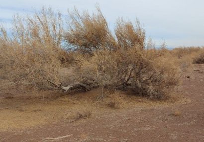 باد سالانه ۱۶۵میلیارد ریال به نیشابور خسارت میزند باد سالانه ۱۶۵میلیارد ریال به نیشابور خسارت میزند