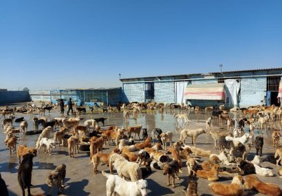 معمای ناپدید شدن سگهای پلاکدار نیشابور معمای ناپدید شدن سگهای پلاکدار نیشابور