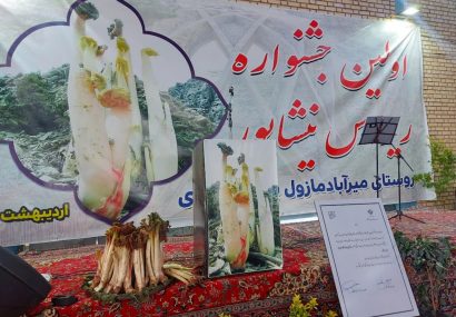 برگزاری نخستین جشنواره ریواس در روستای میرآباد نیشابور