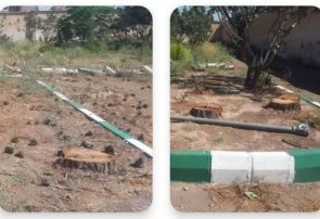 قتل عام درختان در فرمانداری میانجلگه قتل عام درختان در فرمانداری میانجلگه