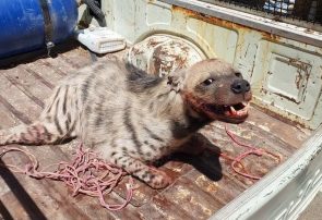 نتیجه آزمایش یک قلاده کفتار مبتلا به بیماری هاری در نیشابور مثبت اعلام شد نتیجه آزمایش یک قلاده کفتار مبتلا به بیماری هاری در نیشابور مثبت اعلام شد