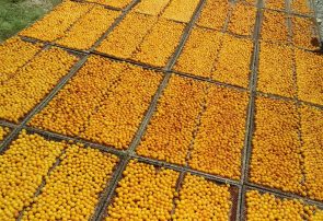 بالا بودن غلظت باقیمانده متابی سولفیت در نمونه های آلو خشک شهرستان و اثرات سمی آن بر سلامت انسان بالا بودن غلظت باقیمانده متابی سولفیت در نمونه های آلو خشک شهرستان و اثرات سمی آن بر سلامت انسان