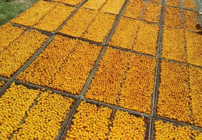 بالا بودن غلظت باقیمانده متابی سولفیت در نمونه های آلو خشک شهرستان و اثرات سمی آن بر سلامت انسان بالا بودن غلظت باقیمانده متابی سولفیت در نمونه های آلو خشک شهرستان و اثرات سمی آن بر سلامت انسان