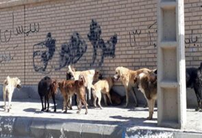 بیش از ۲۰۰۰هزار سگ گزیدگی در یک سال