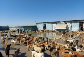 سگ و گوسفند هر دو حیوانند اما این کجا و آن کجا؟! سگ و گوسفند هر دو حیوانند اما این کجا و آن کجا؟!