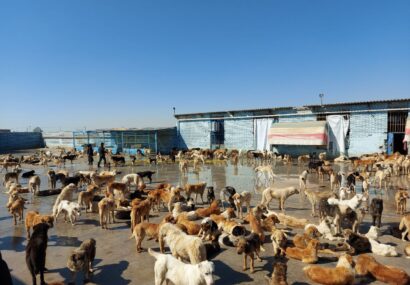 سگ و گوسفند هر دو حیوانند اما این کجا و آن کجا؟! سگ و گوسفند هر دو حیوانند اما این کجا و آن کجا؟!