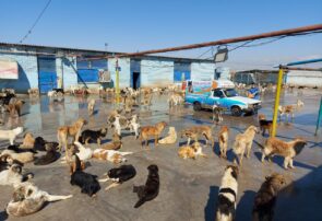 سگکشی یا اجرای قانون؟ سگکشی یا اجرای قانون؟