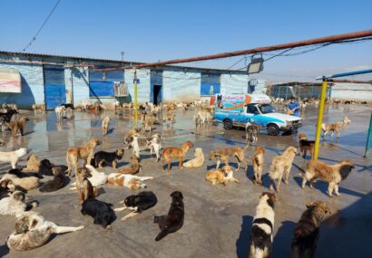 سگکشی یا اجرای قانون؟ سگکشی یا اجرای قانون؟