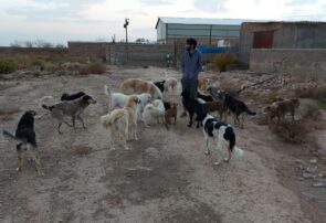 این مرد، سگهای ناتوان و بیمار را تیمار و درمان میکند این مرد، سگهای ناتوان و بیمار را تیمار و درمان میکند