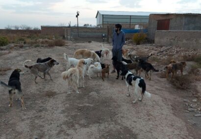 این مرد، سگهای ناتوان و بیمار را تیمار و درمان میکند این مرد، سگهای ناتوان و بیمار را تیمار و درمان میکند