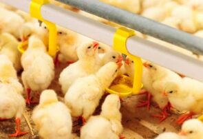 شکستن رکورد جوجهریزی مرغداران نشان میدهد که قیمتهای مصوب دولت، برای آنها مقرون به صرفه است شکستن رکورد جوجهریزی مرغداران نشان میدهد که قیمتهای مصوب دولت، برای آنها مقرون به صرفه است