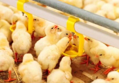 شکستن رکورد جوجهریزی مرغداران نشان میدهد که قیمتهای مصوب دولت، برای آنها مقرون به صرفه است شکستن رکورد جوجهریزی مرغداران نشان میدهد که قیمتهای مصوب دولت، برای آنها مقرون به صرفه است