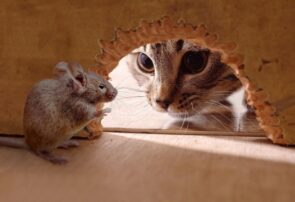 گربهها برای رضای خدا موش نمیگیرند گربهها برای رضای خدا موش نمیگیرند