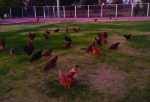 زمین ورزشگاه یا مرغداری زمین ورزشگاه یا مرغداری