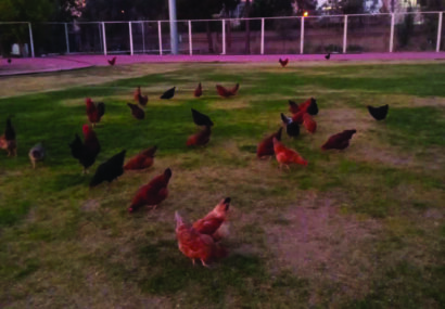 زمین ورزشگاه یا مرغداری زمین ورزشگاه یا مرغداری