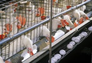 افزایش ۱۴ درصدی تولید تخم مرغ در نیشابور