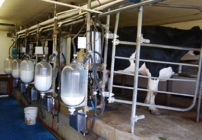 افزایش ۳ درصدی تولید شیر در قطب صنعتی نیشابور
