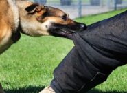 نجات معجزهآسای دانشآموز 6 ساله از چنگال سگ در روستای بحرودی نجات معجزهآسای دانشآموز ۶ ساله از چنگال سگ در روستای بحرودی