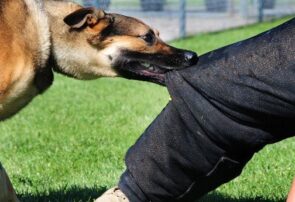 نجات معجزه‌آسای دانش‌آموز ۶ ساله از چنگال سگ در روستای بحرودی