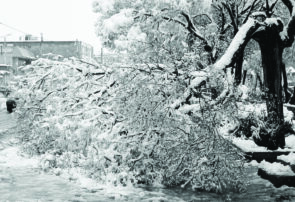 درختان نیشابور زیر بار برف کمر خم کردند درختان نیشابور زیر بار برف کمر خم کردند