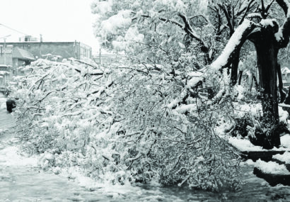 درختان نیشابور زیر بار برف کمر خم کردند درختان نیشابور زیر بار برف کمر خم کردند